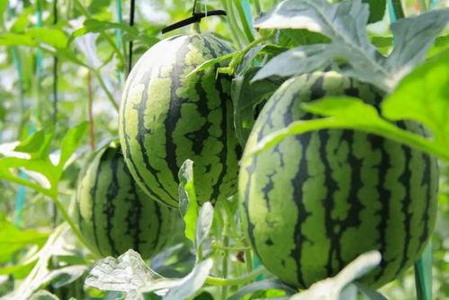 南昌吃瓜群众免费吃瓜微信,微信“吃瓜群众”活动引关注 第1张 南昌吃瓜群众免费吃瓜微信,微信“吃瓜群众”活动引关注 第1张