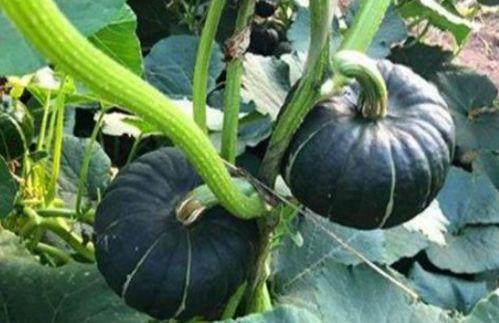 dy网红吃瓜群,揭秘娱乐圈幕后故事 第1张 dy网红吃瓜群,揭秘娱乐圈幕后故事 第1张